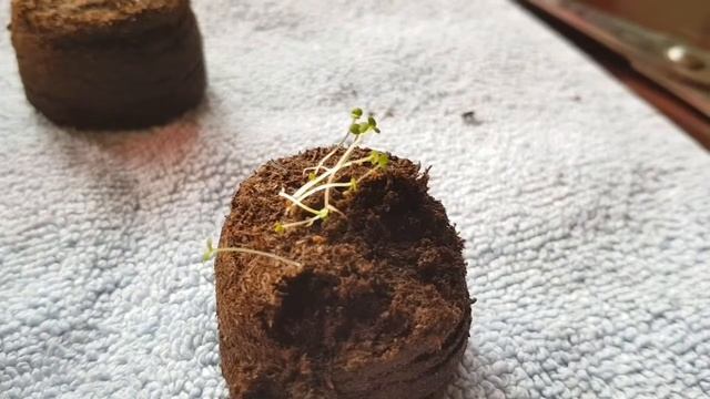Энотера ( многолетник ) вечерняя роза