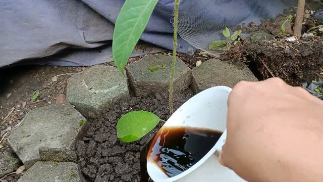 Planting Cempedak Seedling from Bukidnon смотреть онлайн