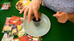 ВЫРАЩИВАНИЕ ЦИНИИ НА РАССАДУ. Советы от ЗЕЛЕНОГО ОГОРОДА!