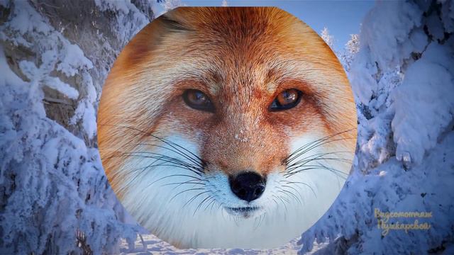 Чудесный день. ВИДЕОМОНТАЖ В VEGAS PRO. Зима смотреть онлайн