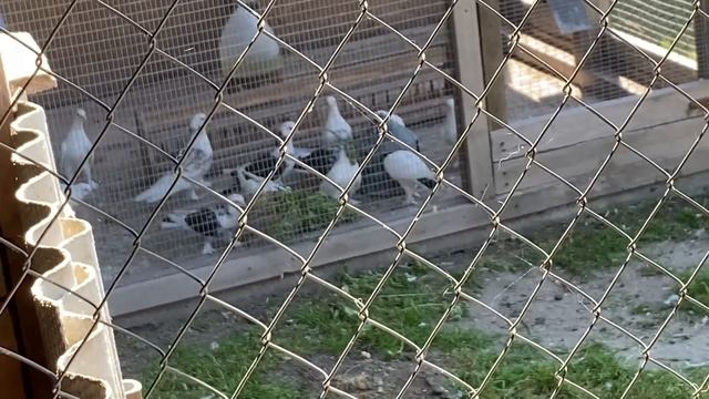 БУДУТ БОЛЕТЬ МЕНЬШЕ! Обязательно! Голубям давайте это растение? смотреть онлайн