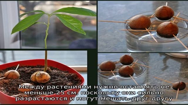 Как вырастить многолетнюю гвоздику: способы посева семян смотреть онлайн