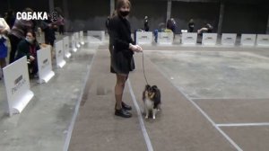 Выставка собак всех пород ВЕСНА СЕВЕРА Колли Шелти. Собака я