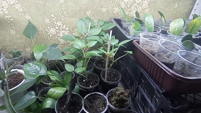 17 января. Цветочный стеллаж, купила себе подарок на Новый год.