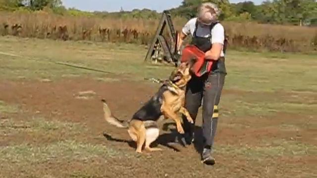 Шелегор Кора смотреть онлайн