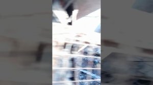 Кролики, отличие Бабочка и Немецкий Строкач