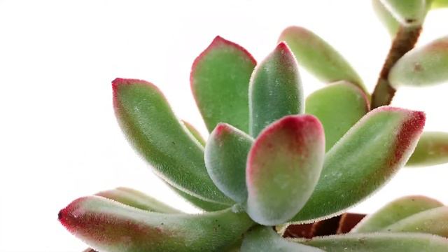 Echeveria pulvinata смотреть онлайн