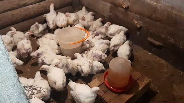 Дожди переполняют реки и озера. Бояться ли воды? Что стало с нашим хозяйством? смотреть онлайн