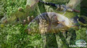 Как поймать линя летом?