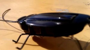 Обзор Солнечного Таракана (Solar Energy Cockroach)