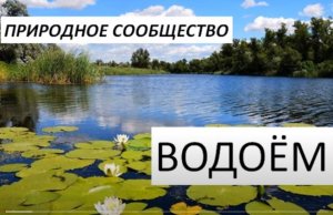 Водоем, природное сообщество, природа, окружающий мир