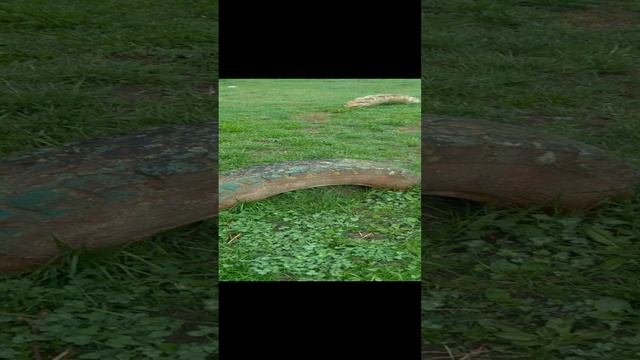 Шины из земли- традиционное украшение пришкольных площадок