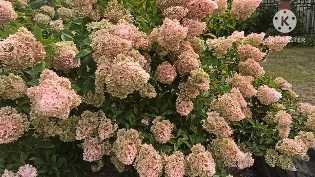 Яна и Игорь.Что думает про ЛХ и когда говорит правду.Такое про ЛХ не говорил ни один обзорщик