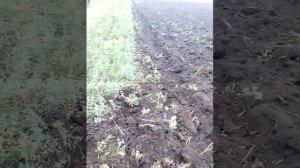Пахота люцерны вспашка люцерки