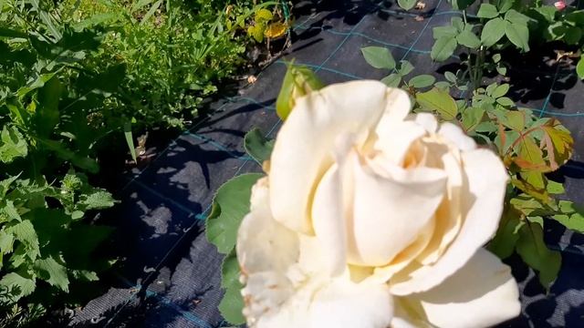 Роза Импрессионист( The Impressionist) и Роза Высотского ,белая смотреть онлайн