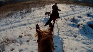 Гуляем с собаками по зимнему лесу! #родезийскийриджбек #лошади #лес #верховая_езда