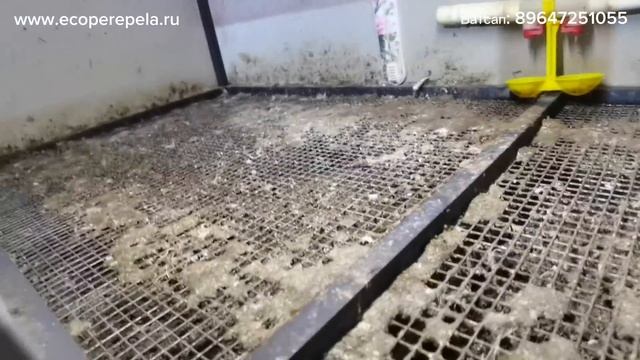 Много интересного о перепелах, и мое вылупление после жары и перегрева!! смотреть онлайн