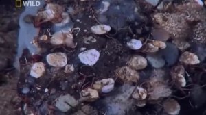 Таинственный Остров акул  Хищный Подводный мир