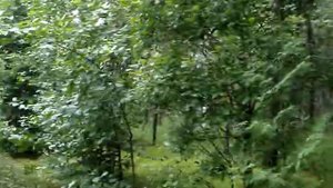 Теневыносливые деревья и кустарники