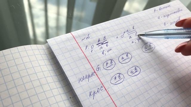 Задача на сцепленное наследование признаков (2) смотреть онлайн