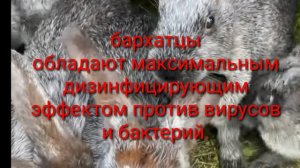 БАРХАТЦЫ - ПОЛЕЗНОЕ ЛАКОМСТВО ДЛЯ КРОЛИКОВ!