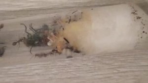 Мирмика (Myrmica sp.). Мои колонии. Муравьиная ферма. Муравьи дома. Муравьиные матки.
