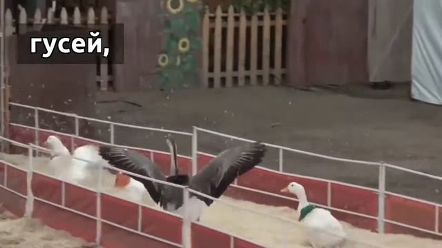 Как правильно выбрать свинину. смотреть онлайн