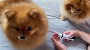 Гриндер для собак и кошек, когтерезка для собак DownyPaws. Маникюр для шпица