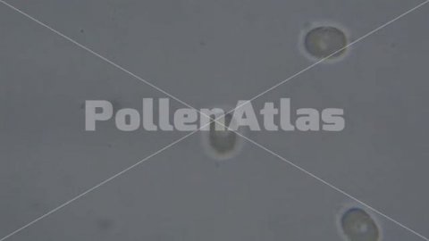 Cynoglossum creticum Equatorial View