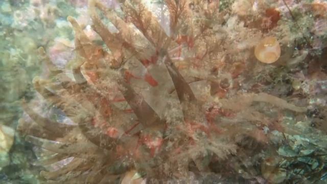 Потрясающая красота подводного мира Баренцево моря