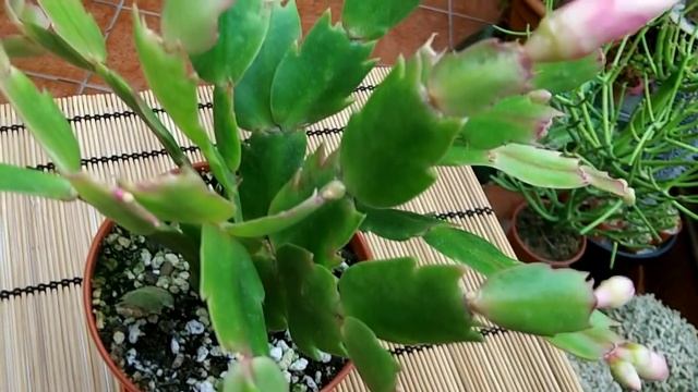 CRAZY! My Schlumbergera truncata aka Thanksgiving cactus blooms have changed colour смотреть онлайн