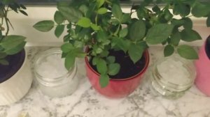 Как увлажнить воздух для роз и орхидей без опрыскивания?