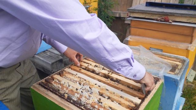 Пчелопакет 2022. Работа на Акации. Миролюбие Бакфаст. смотреть онлайн