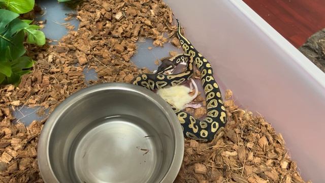 Mystic ball python with his friend the rat warning live feeding!!