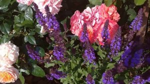 Цветение розы - МЕТАМОРФОЗЫ Эмильен Гийо????