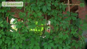 Создание живых бордюров, шпалерных изгородей (Greensad)