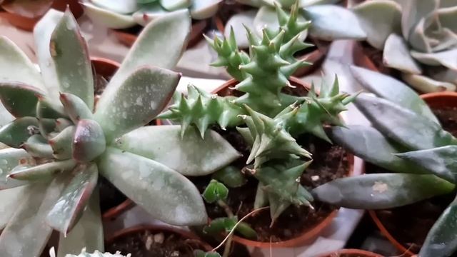 Суккуленты. Продажа. Февраль. смотреть онлайн