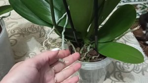 Обзор на орхидеи сортов Урал и Донау.