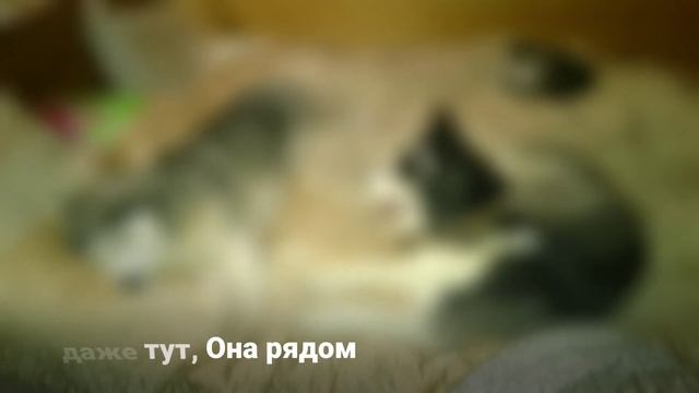 Жуткая истерика у Хаскипросто Ужооооссссс.