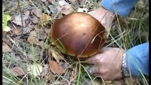 Подберезовики попались Свинушки,кобылки,поганки Грибы