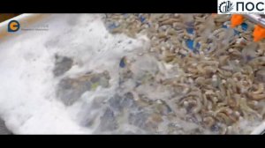 Линия разделки креветки с самонесущим конвейером морозильной камеры