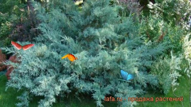 Можжевельник виргинский Хетс (hetz) ? обзор: как сажать, саженцы можжевельника Хетс смотреть онлайн