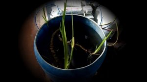 Что очищает воду в пруду?