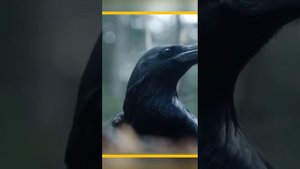 По ведению Аллаха ворон срывает флаг израиля | ПТИЦА ПРОТИВ иЗРАИЛЯ