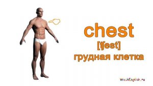 Английские слова: части тела на английском языке. Parts of the human body in English