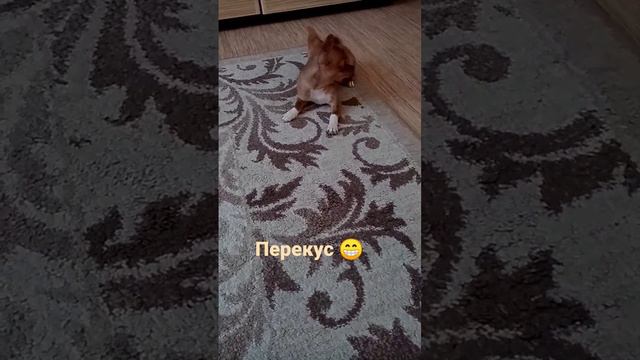 забудьте о проблемах на нашем канале ❤          Будем рады подпискам и лайкам🥰 #chihuahua #puppy