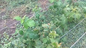 Выращивание ремонтантной малины. Сорт Джоан Джей (Joan J)