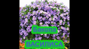 БАКОПА или СУТЕРА.Что посадить в феврале.
