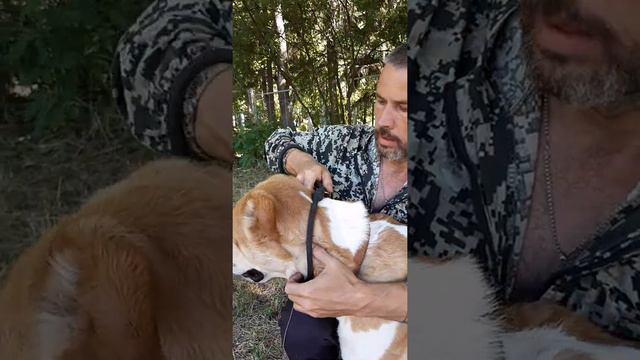 Поводок - контроллер! Для чего нужен и как им пользоваться? (Питомник ЗУР БАШИ❤) смотреть онлайн