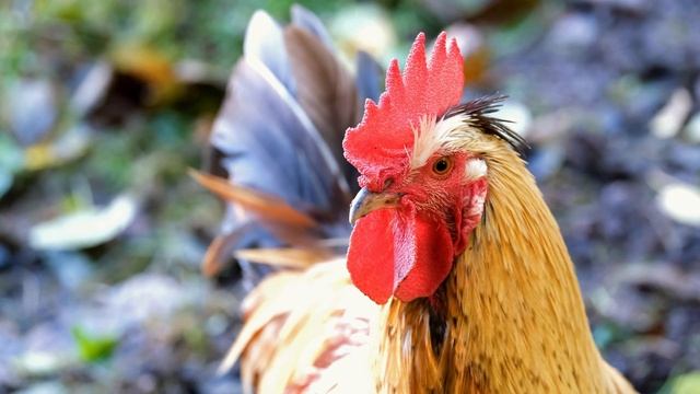 Видео 4К природа братья наши меньшие, приятная музыка для сна смотреть онлайн